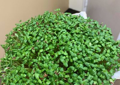young flaxseed microgreens