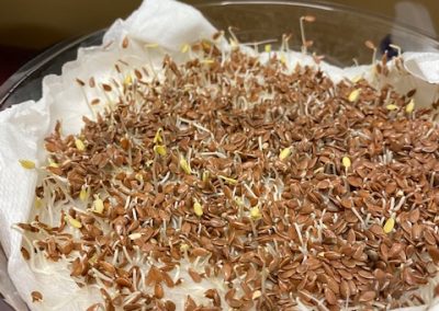 flaxseed sprouts