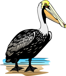 pelican illustration