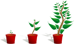 illustration of three stages of a growing plant in a red pot