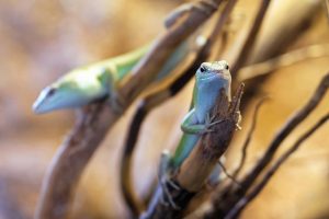 two green lizards on a branch