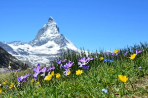mountain landscape with flowers in foreground