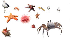 illustration of random sea creatures